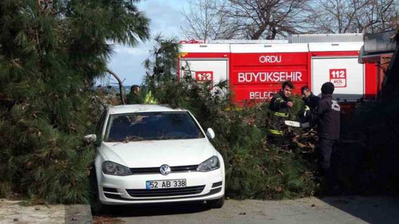 Ordu’da fırtına: Devrilen ağaç, otomobil ve iş yerine hasar verdi