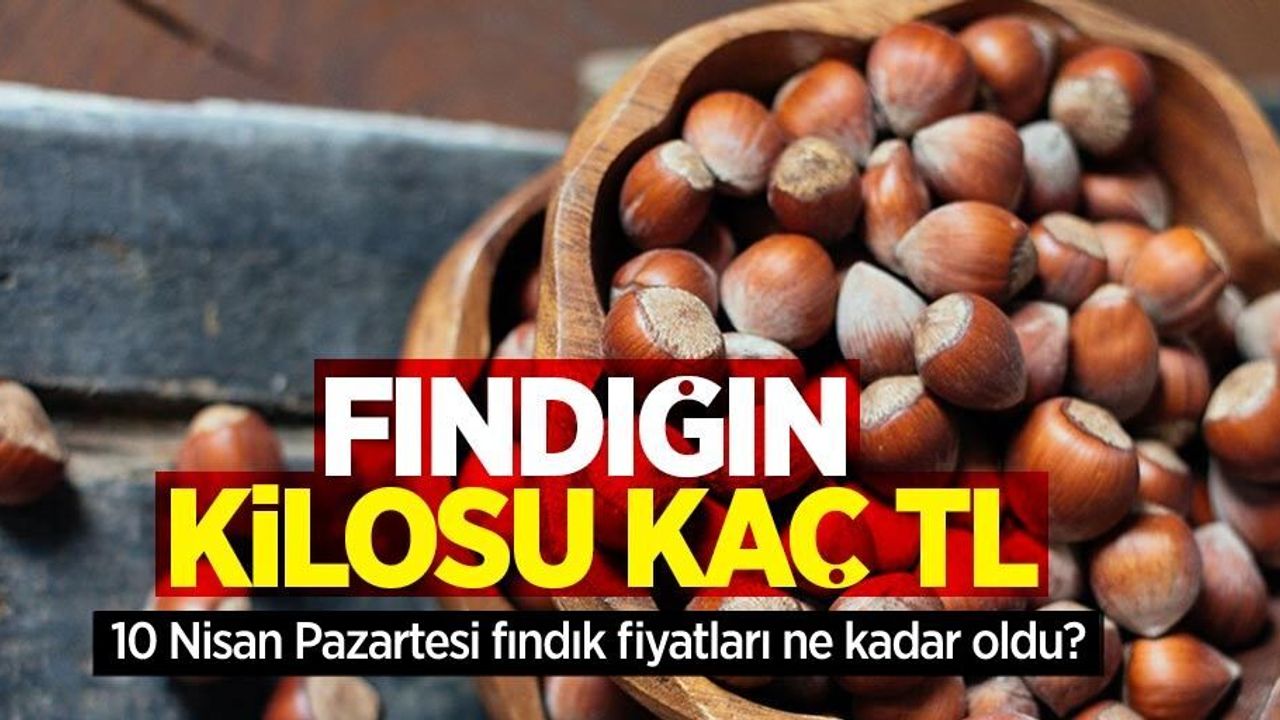Fındığın kilosu kaç TL? 10 Nisan Pazartesi fındık fiyatları ne kadar oldu?