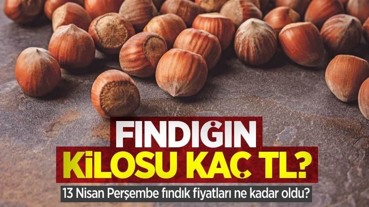 Fındığın kilosu kaç TL? 13 Nisan Perşembe fındık fiyatları ne kadar oldu?