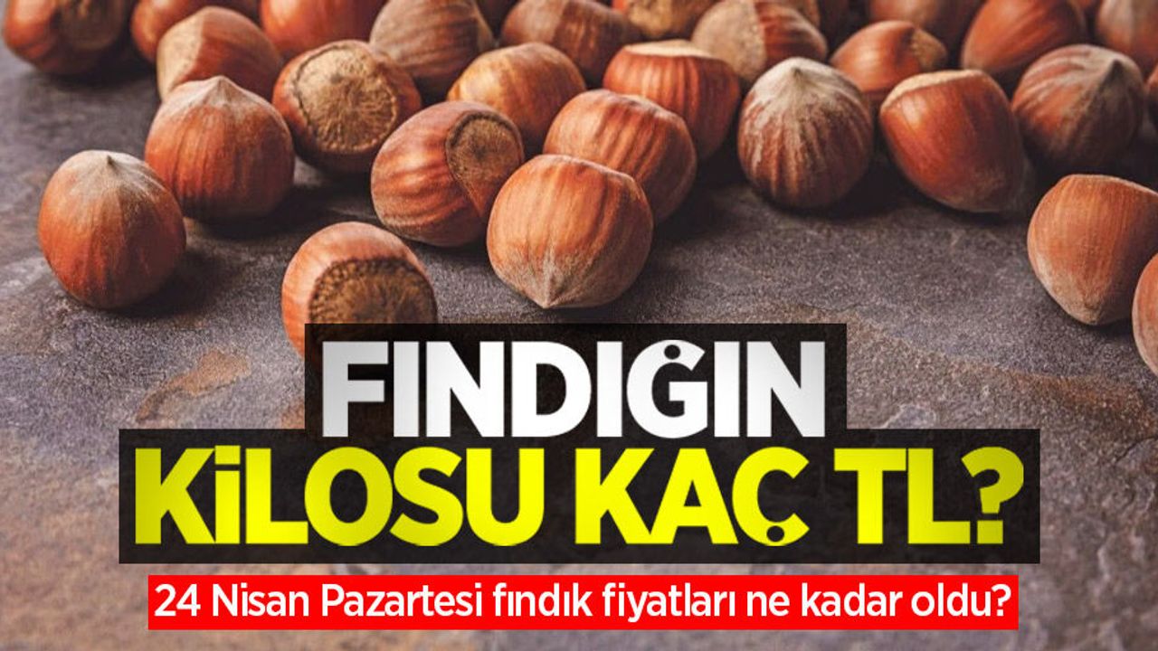 Fındığın kilosu kaç TL? 24 Nisan Pazartesi fındık fiyatları ne kadar oldu?