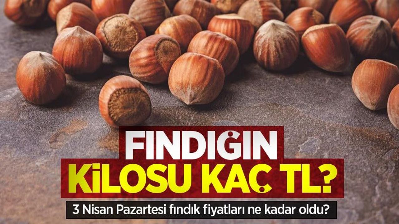 Fındığın kilosu kaç TL? 3 Nisan Pazartesi fındık fiyatları ne kadar oldu?