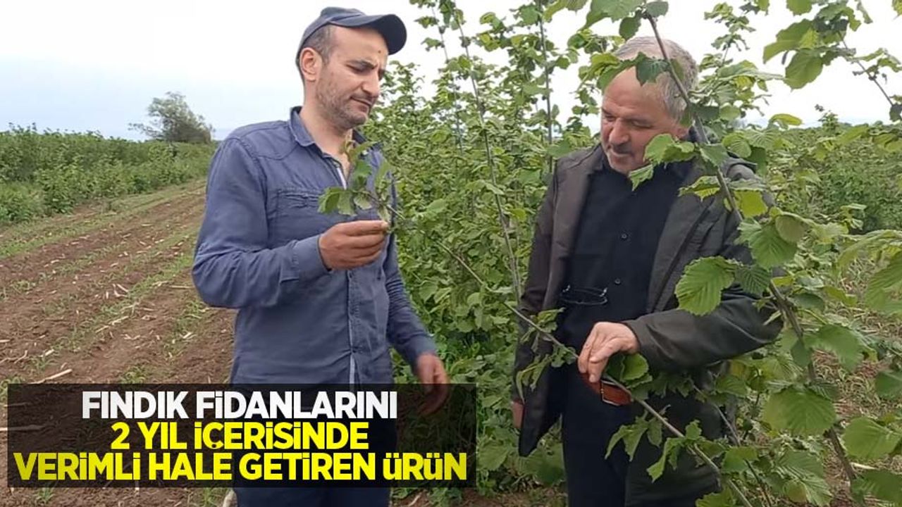 Fındık fidanlarını 2 yıl içerisinde verimli hale getiren ürün