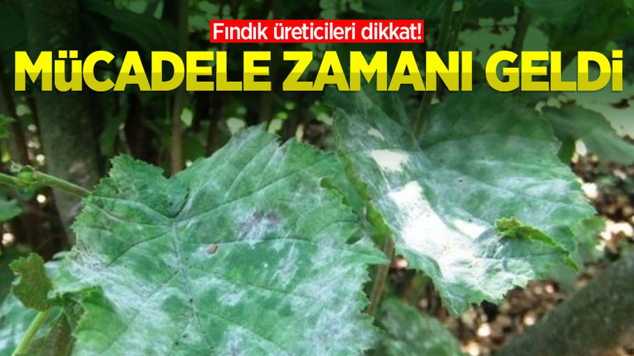 Fındık üreticileri dikkat! Mücadele zamanı geldi