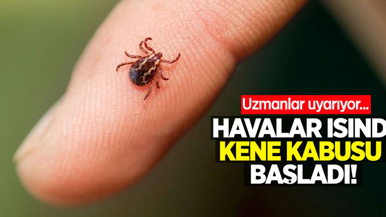 Havalar ısındı, kene kabusu başladı! Uzmanlar uyarıyor...