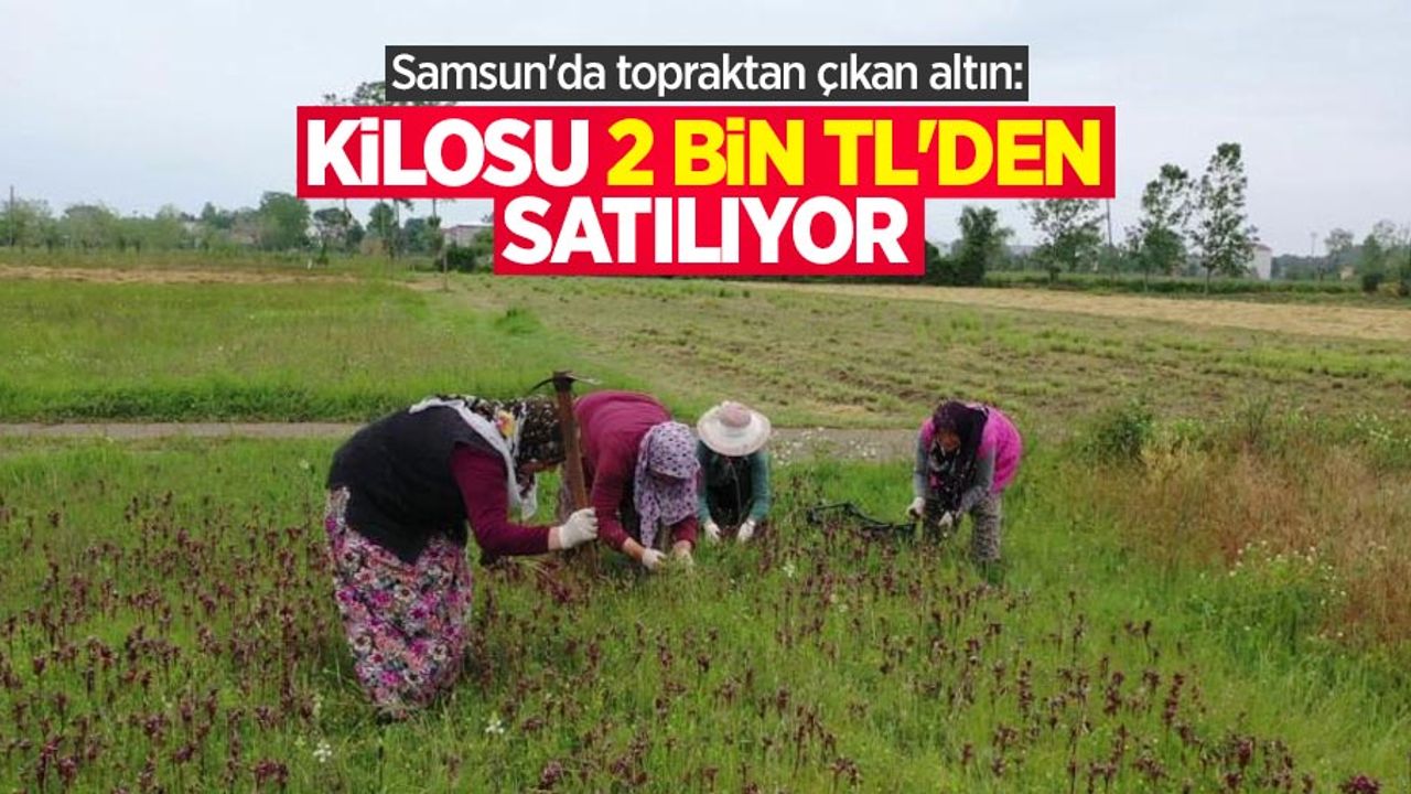 Samsun'da topraktan çıkan altın: Kilosu 2 bin TL'den satılıyor
