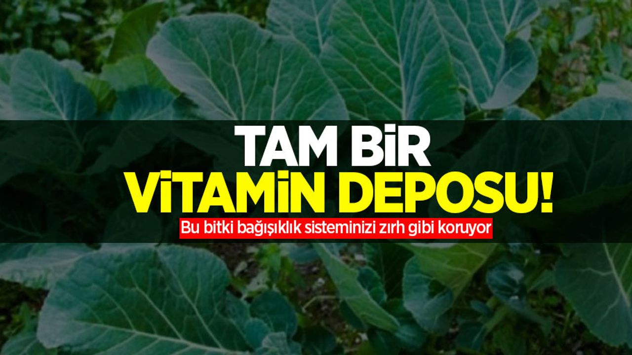 Tam bir vitamin deposu! Bu bitki bağışıklık sisteminizi zırh gibi koruyor