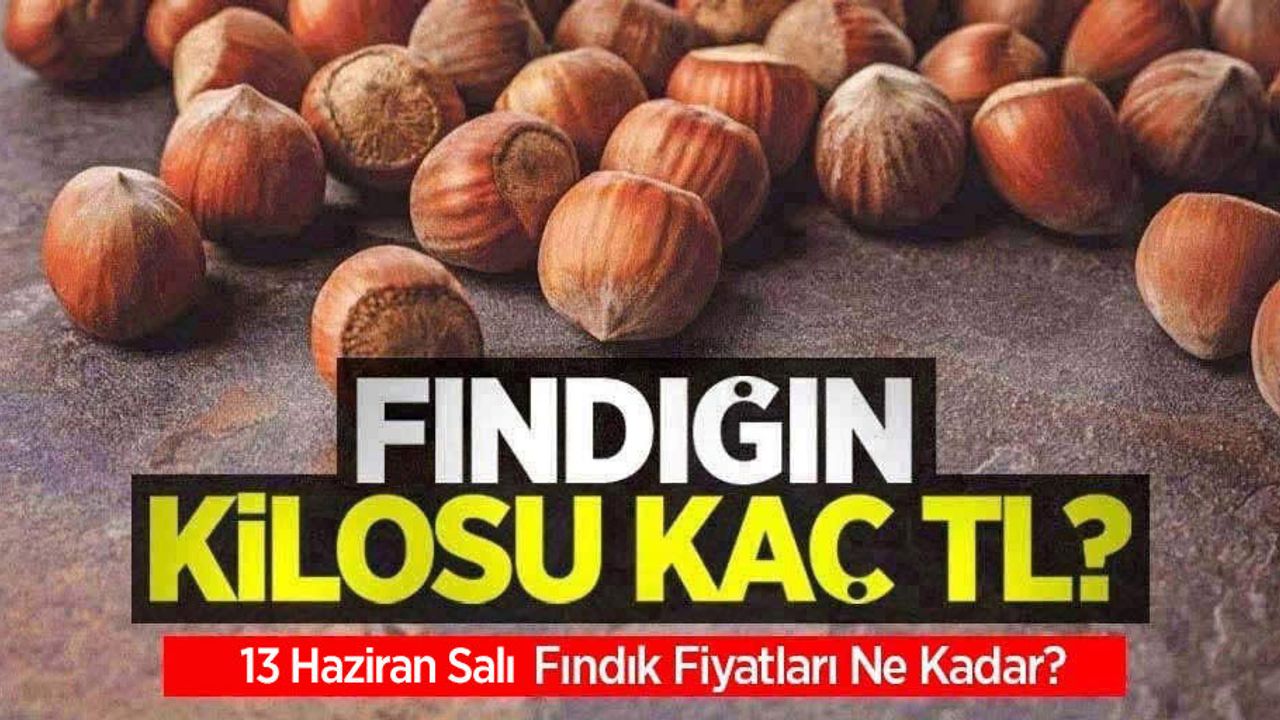 Fındığın kilosu kaç TL? 13 Haziran Salı fındık fiyatları ne kadar oldu?