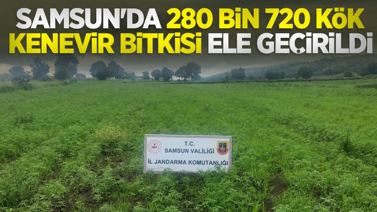 Samsun'da 280 bin 720 kök kenevir bitkisi ele geçirildi