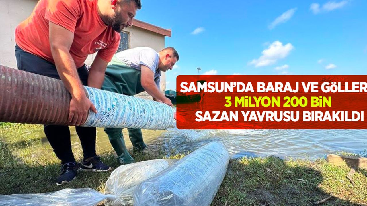 Samsun'da baraj ve göllere 3 milyon 200 bin sazan yavrusu bırakıldı