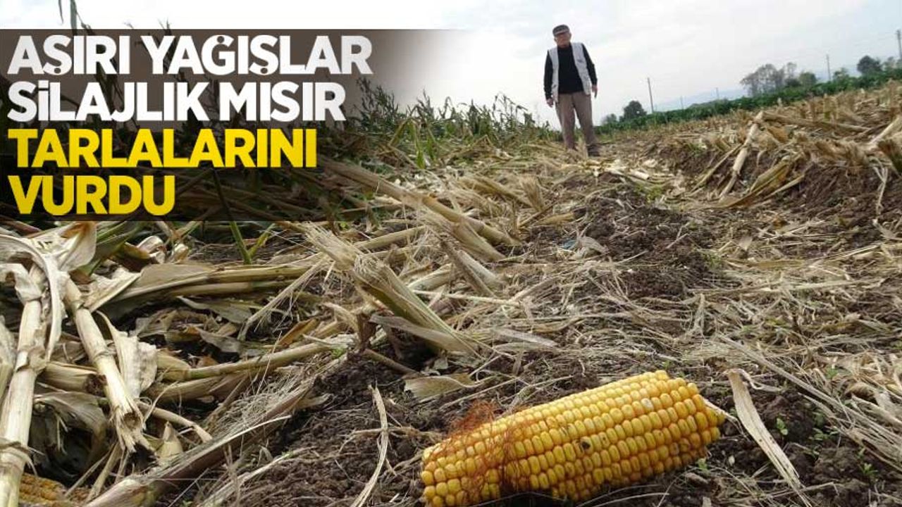 Aşırı yağışlar silajlık mısır tarlalarını vurdu