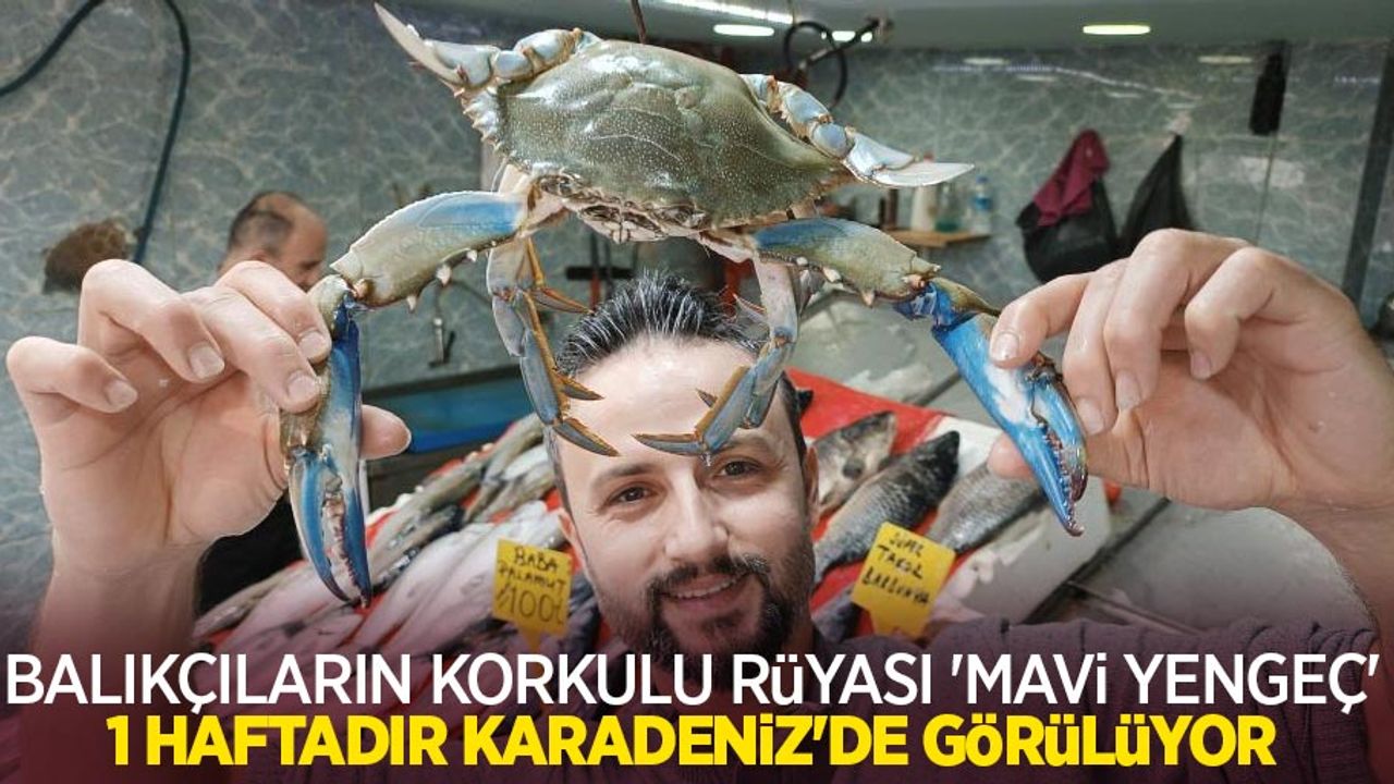 Balıkçıların korkulu rüyası ‘mavi yengeç’ 1 haftadır Karadeniz’de görülüyor