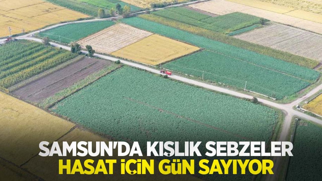 Samsun'da kışlık sebzeler hasat için gün sayıyor