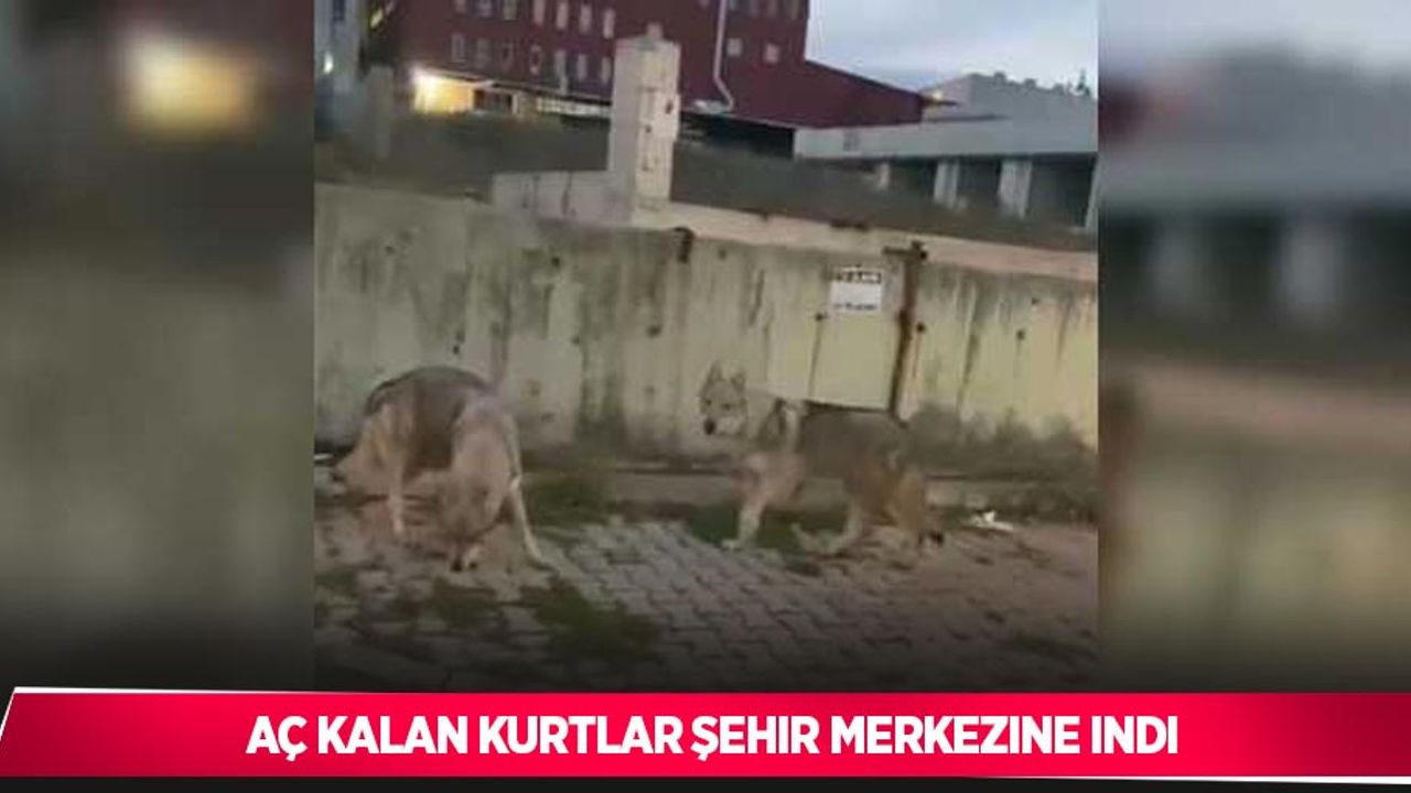 Aç kalan kurtlar İstanbul’da şehir merkezine indi