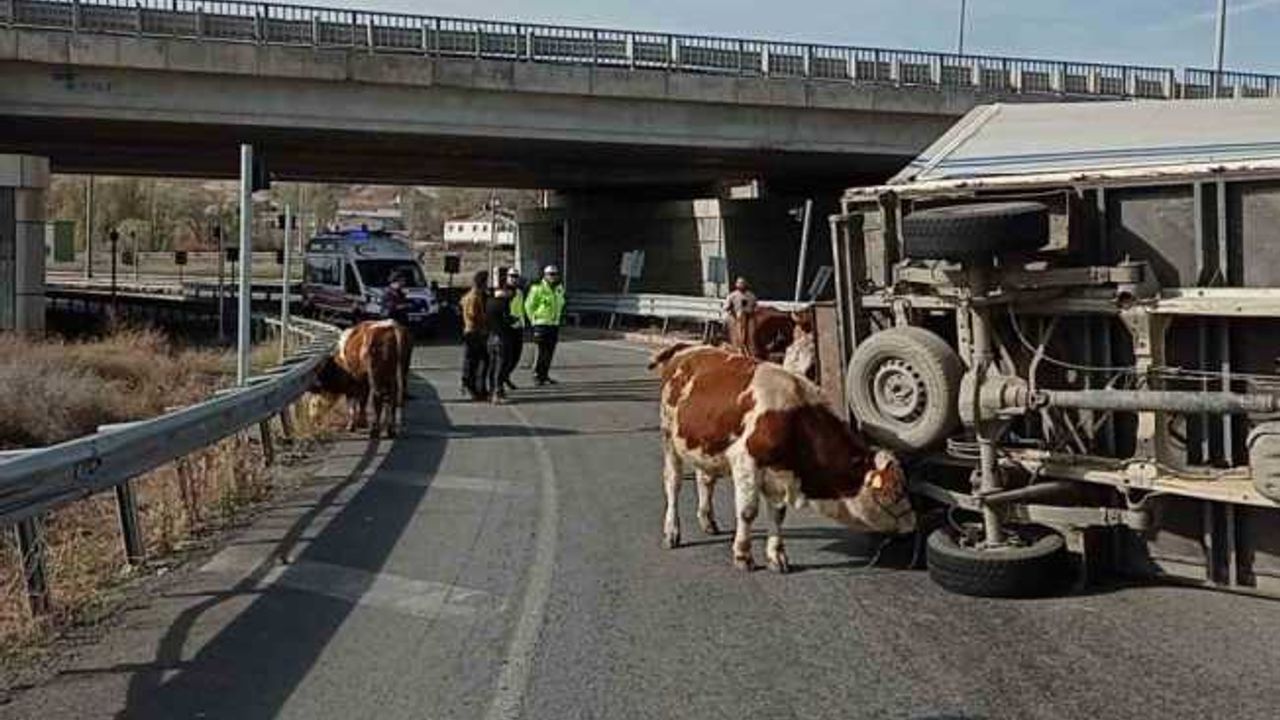 Büyükbaş hayvanları taşıyan kamyonet devrildi, sürücü yaralanırken, 1 hayvan telef oldu