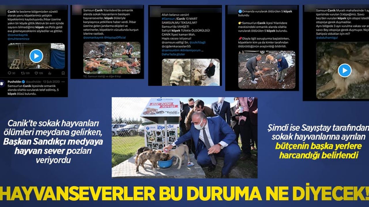 Hayvansever başkan kamu hizmetini yerine getirmedi! Hayvanlar için ayrılan bütçe başka yerlere harcandı