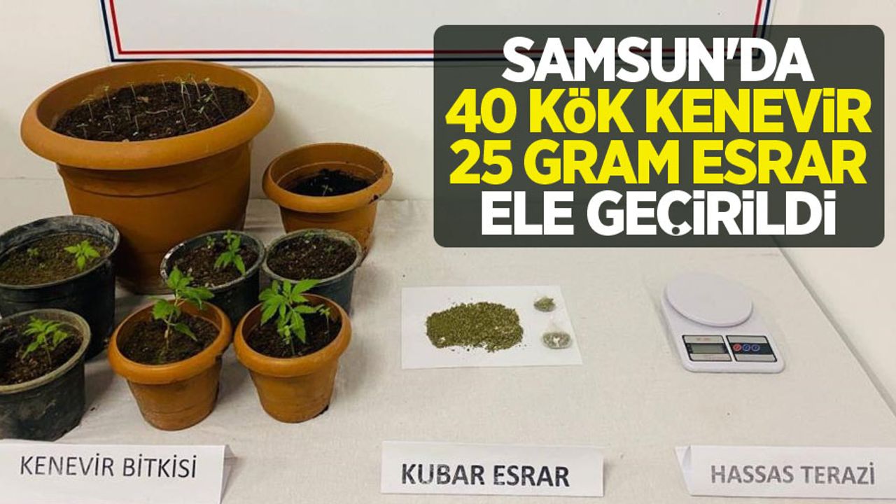 Samsun'da 40 kök kenevir, 25 gram esrar ele geçirildi