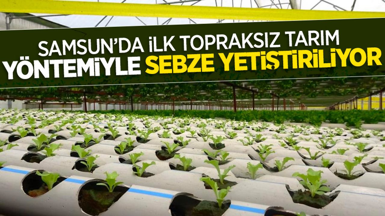 Samsun'da ilk topraksız tarım yöntemiyle sebze yetiştiriliyor