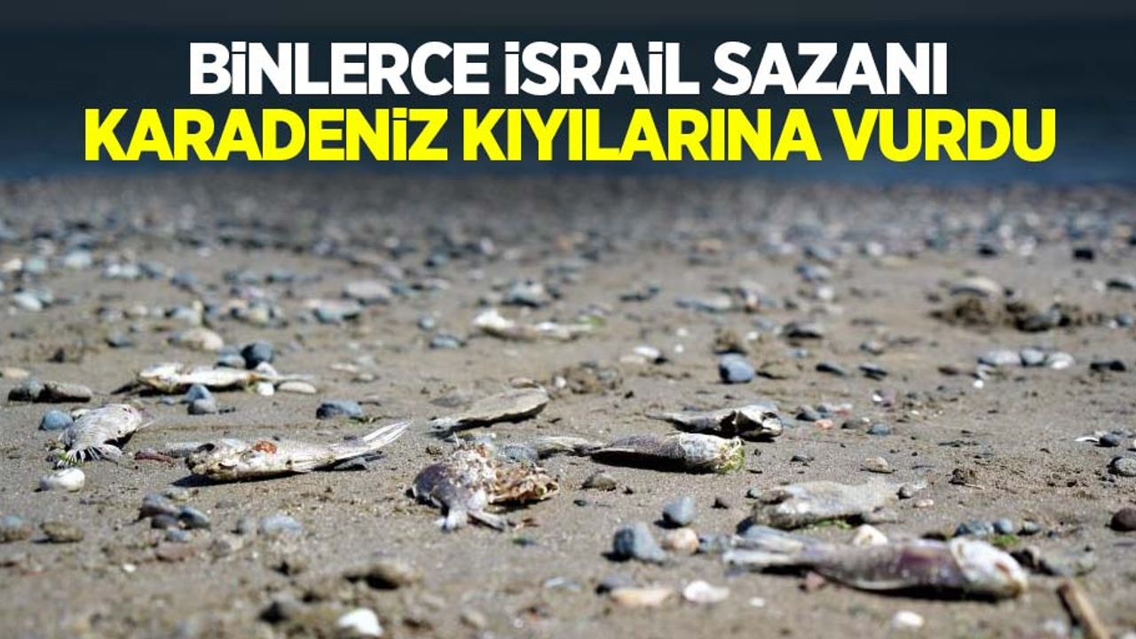 Binlerce İsrail sazanı Karadeniz kıyılarına vurdu