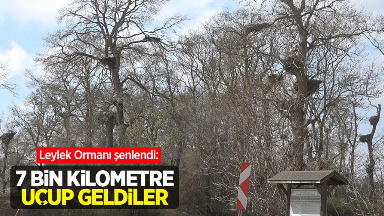 Leylek Ormanı şenlendi: 7 bin kilometre uçup geldiler