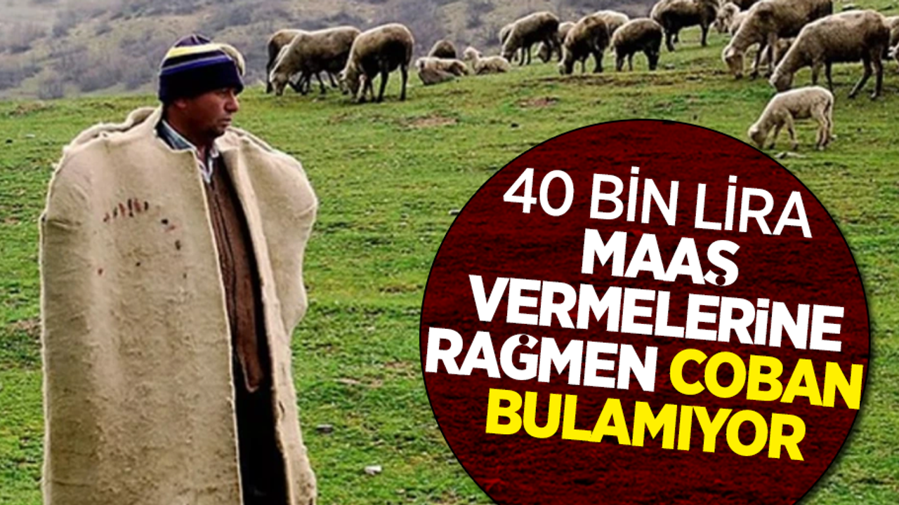 40 bin lira maaş vermelerine rağmen coban bulamıyor