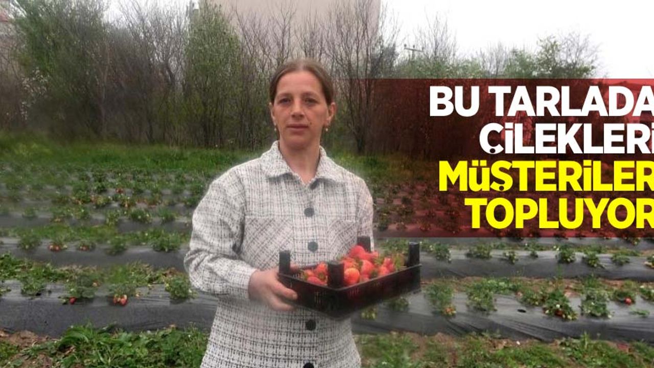 Bu tarlada çilekleri müşteriler topluyor