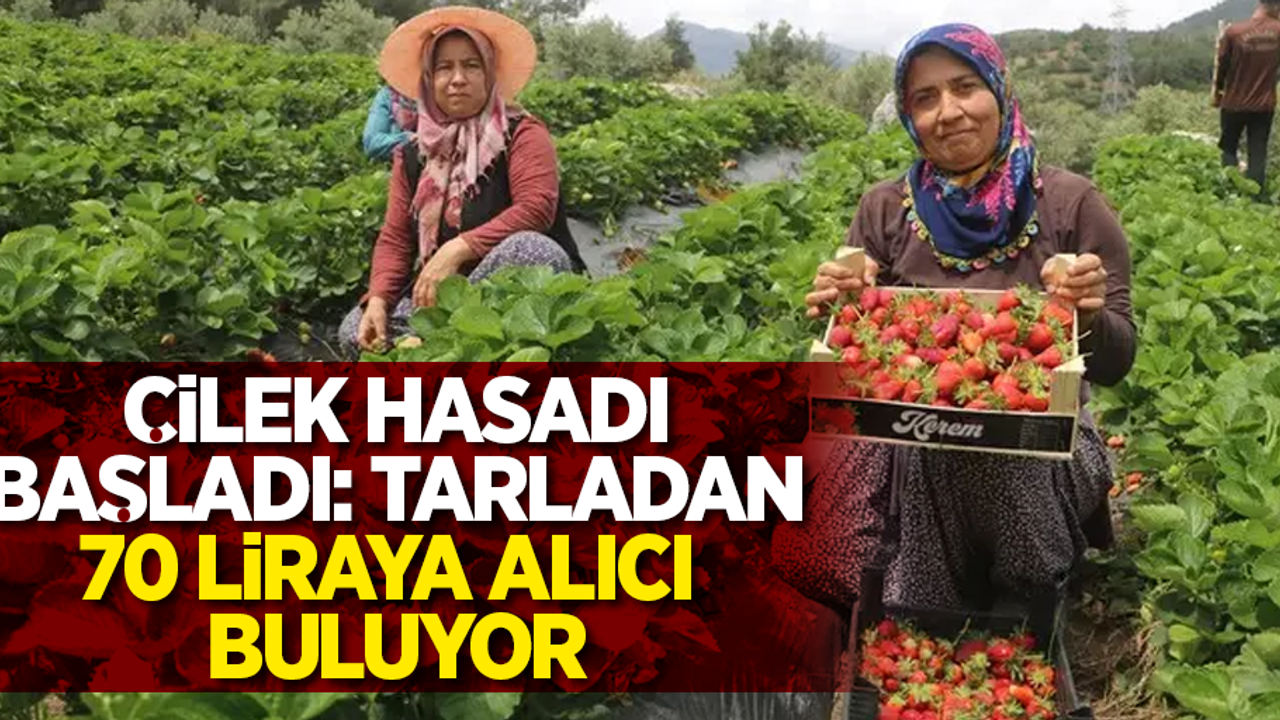 Çilek hasadı başladı: Tarladan 70 liraya alıcı buluyor
