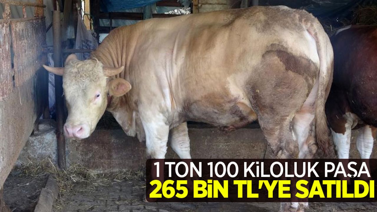 1 ton 100 kiloluk Paşa 265 bin TL'ye satıldı