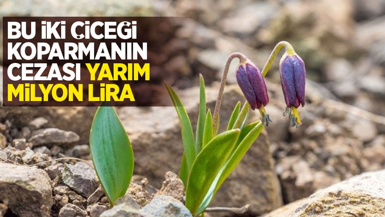 Bu iki çiçeği koparmanın cezası yarım milyon lira