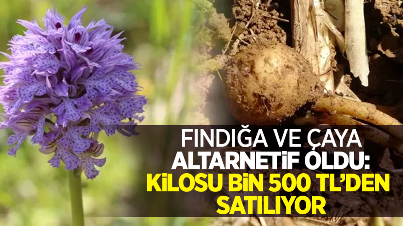 Fındığa ve çaya altarnetif oldu: Kilosu bin 500'den satılıyor