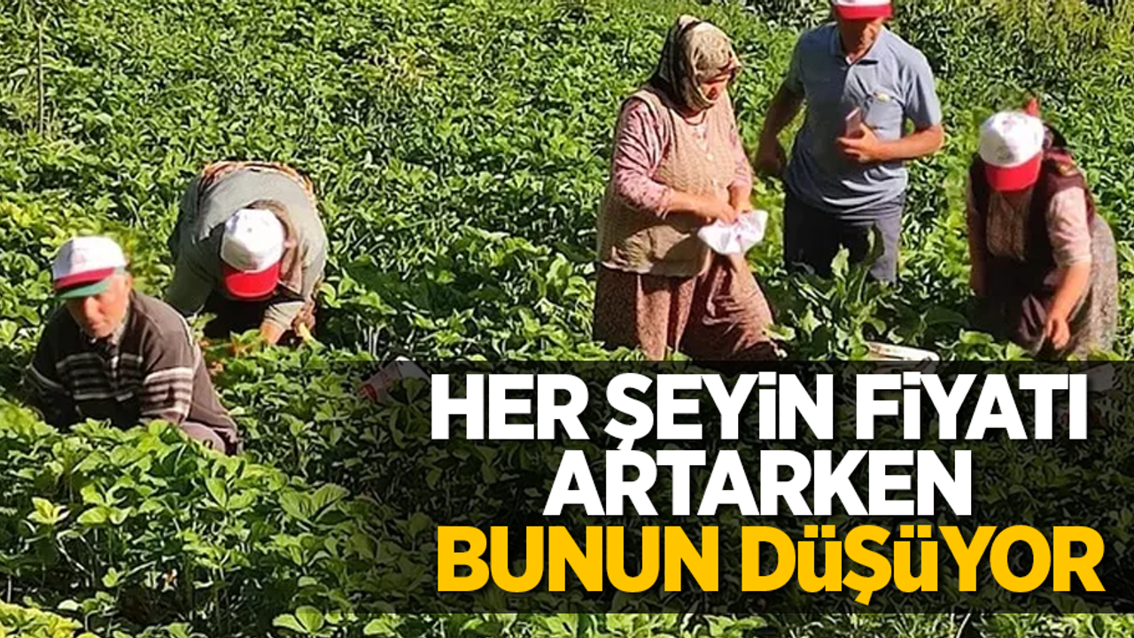 Her şeyin fiyatı artarken bunun düşüyor