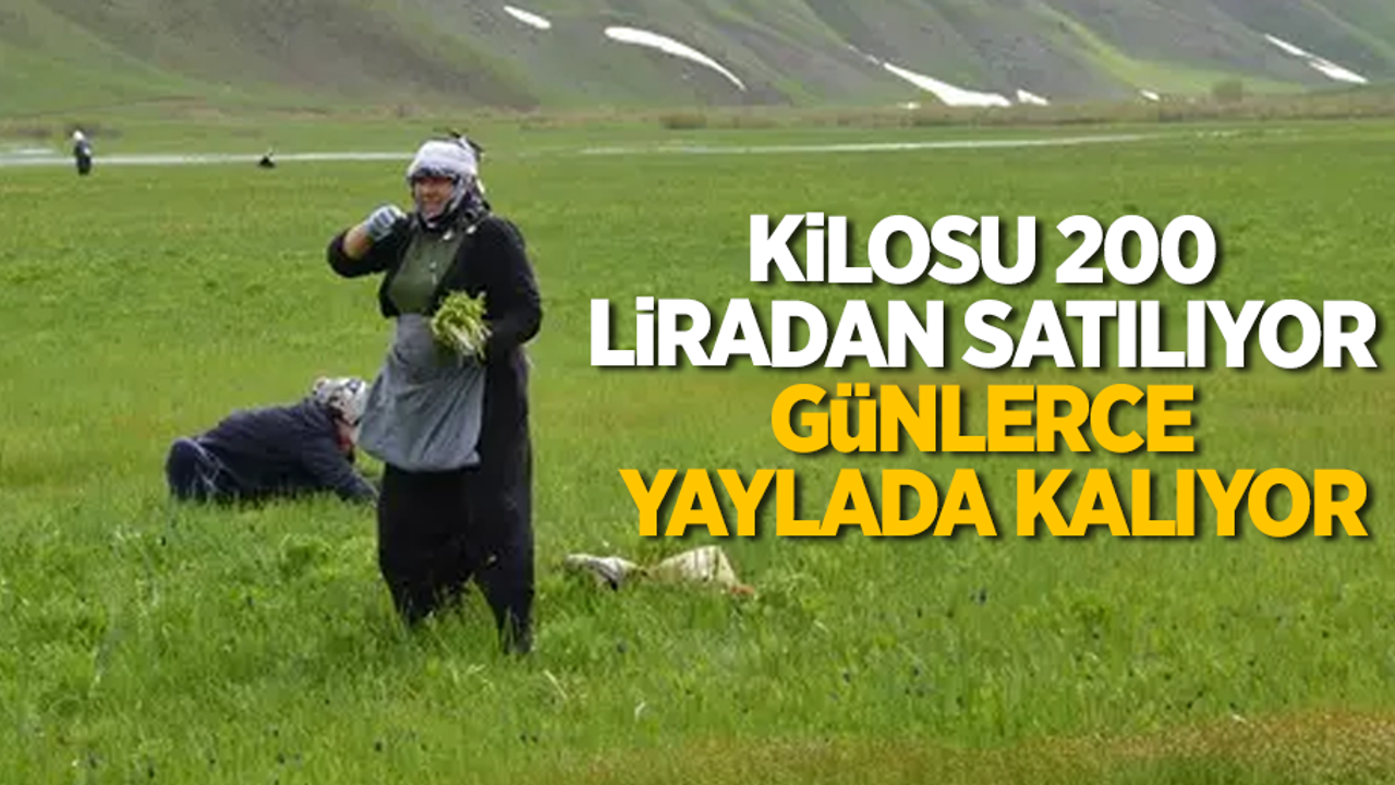 Kilosu 200 liradan satılıyor günlerce yaylada kalıyor
