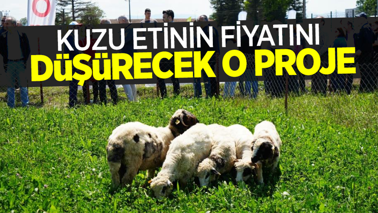 Kuzu etinin fiyatını düşürecek o proje