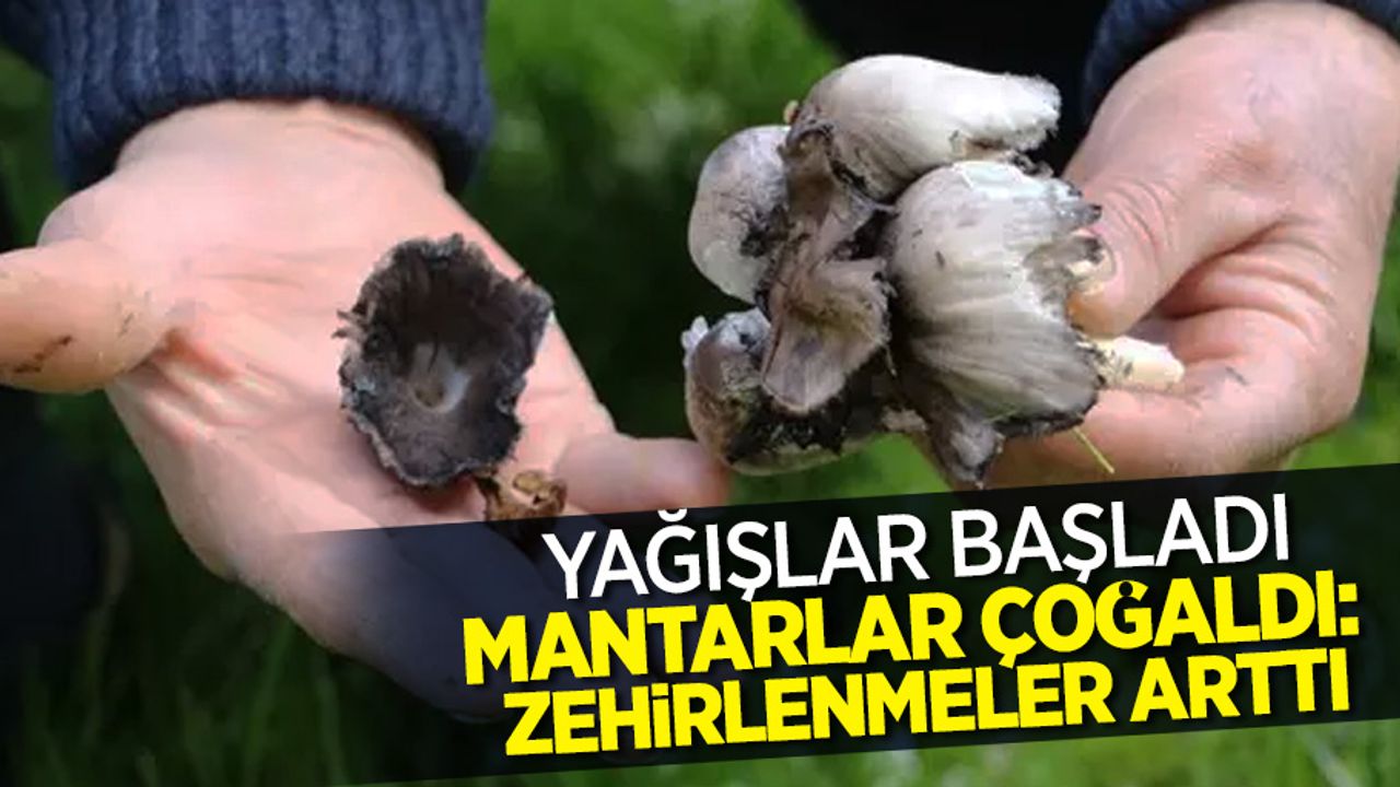 Yağışlar başladı, Mantarlar çoğaldı: Zehirlenmeler arttı