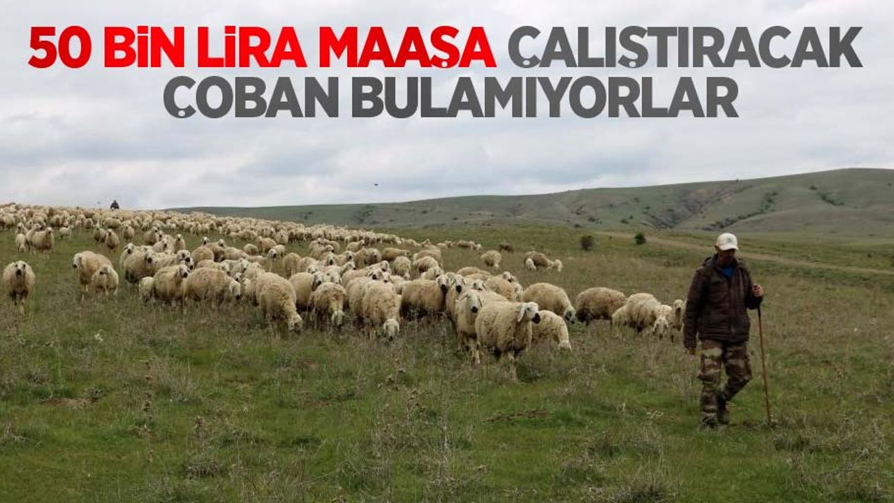 50 bin lira maaşa çalıştıracak çoban bulamıyorlar