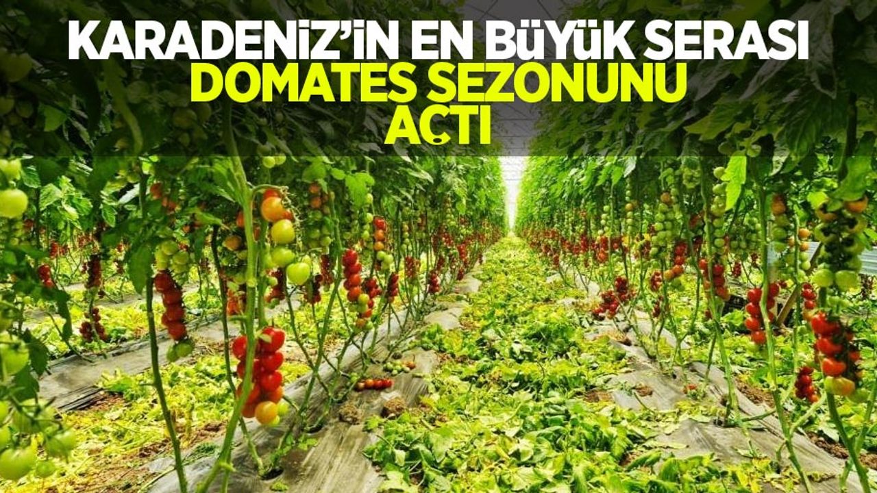 Karadeniz'in en büyük serası domates sezonunu açtı