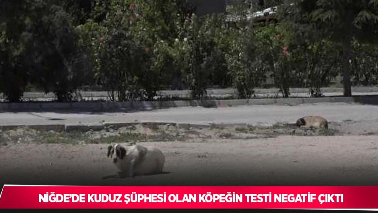 Niğde’de kuduz şüphesi olan köpeğin testi negatif çıktı