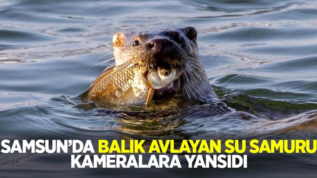 Samsun'da su samuru balık avlarken kameralara yansıdı