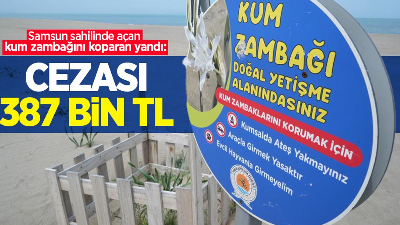 Samsun sahilinde açan kum zambağını koparan yandı: Cezası 387 bin TL