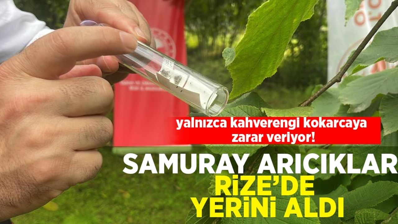 Samuray arıcıkları Rize’de yerini aldı: yalnızca kahverengi kokarcaya zarar veriyor!