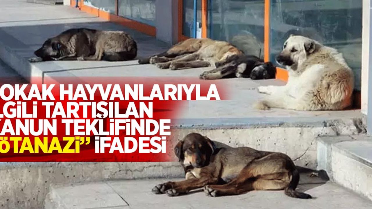 Sokak hayvanlarıyla ilgili tartışılan kanun teklifinde "ötanazi" ifadesi