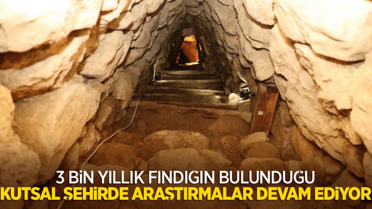 3 bin yıllık fındığın bulunduğu kutsal şehirde araştırmalar devam ediyor