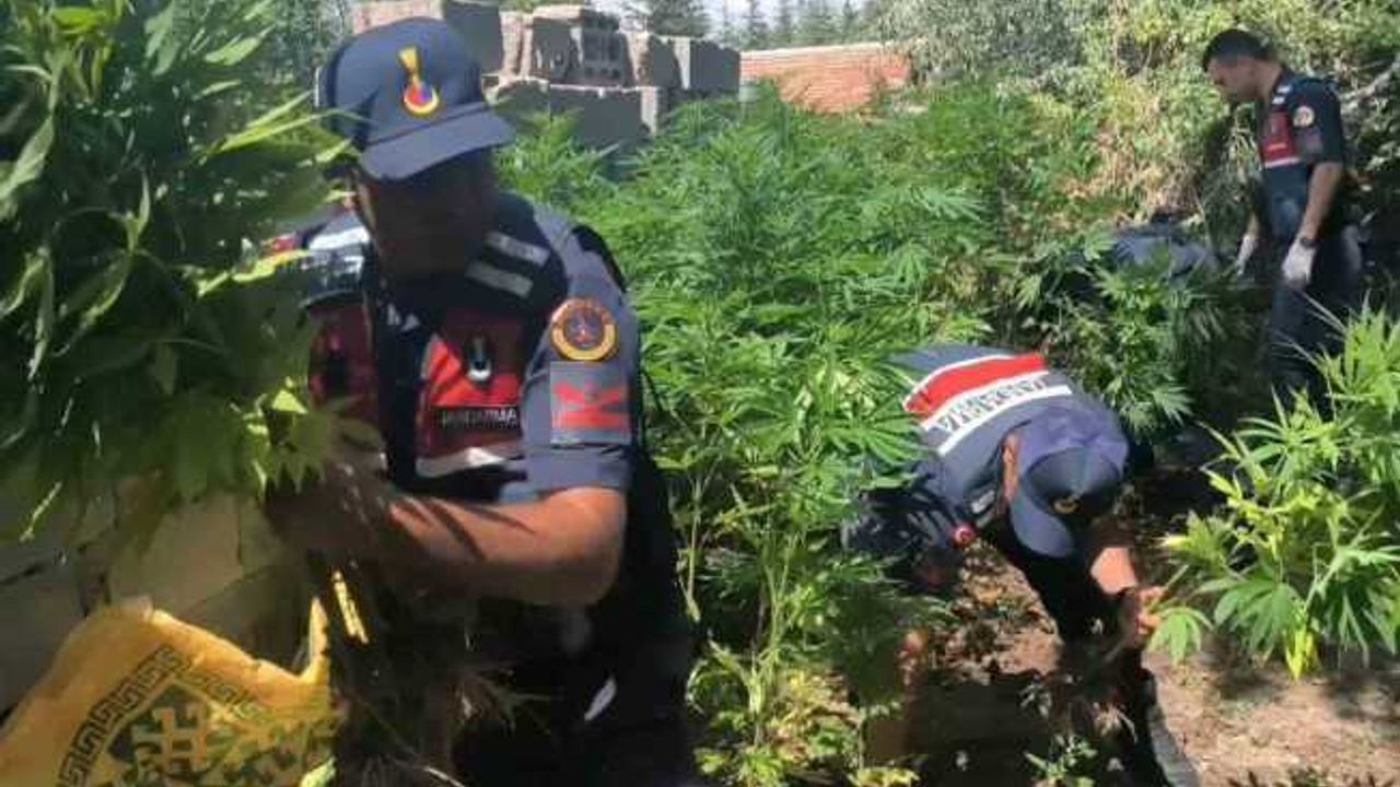 Aksaray’da müstakil evin bahçesinde 592 kök kenevir ve 4 kilo esrar ele geçirdi