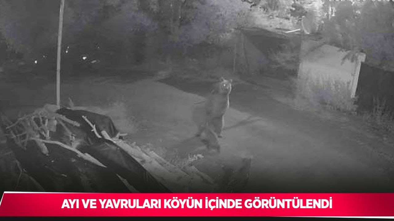 Ayı ve yavruları köyün içinde görüntülendi