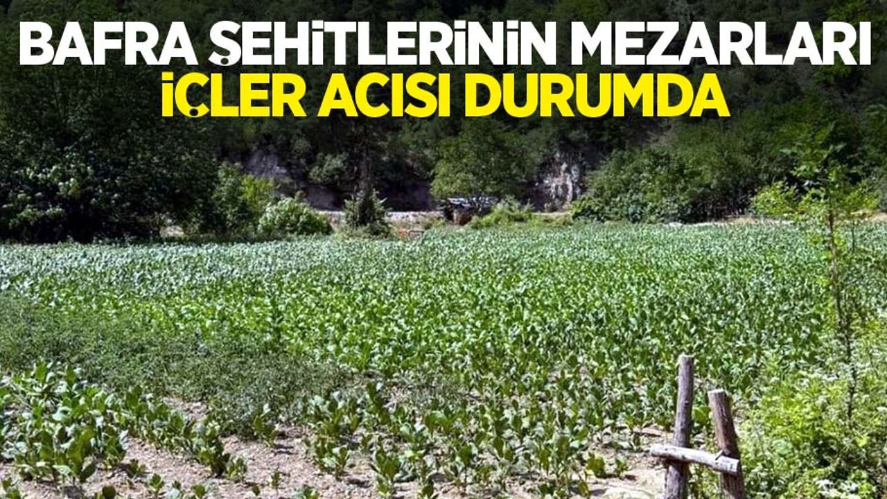 Bafra şehitlerinin mezarları içler acısı durumda
