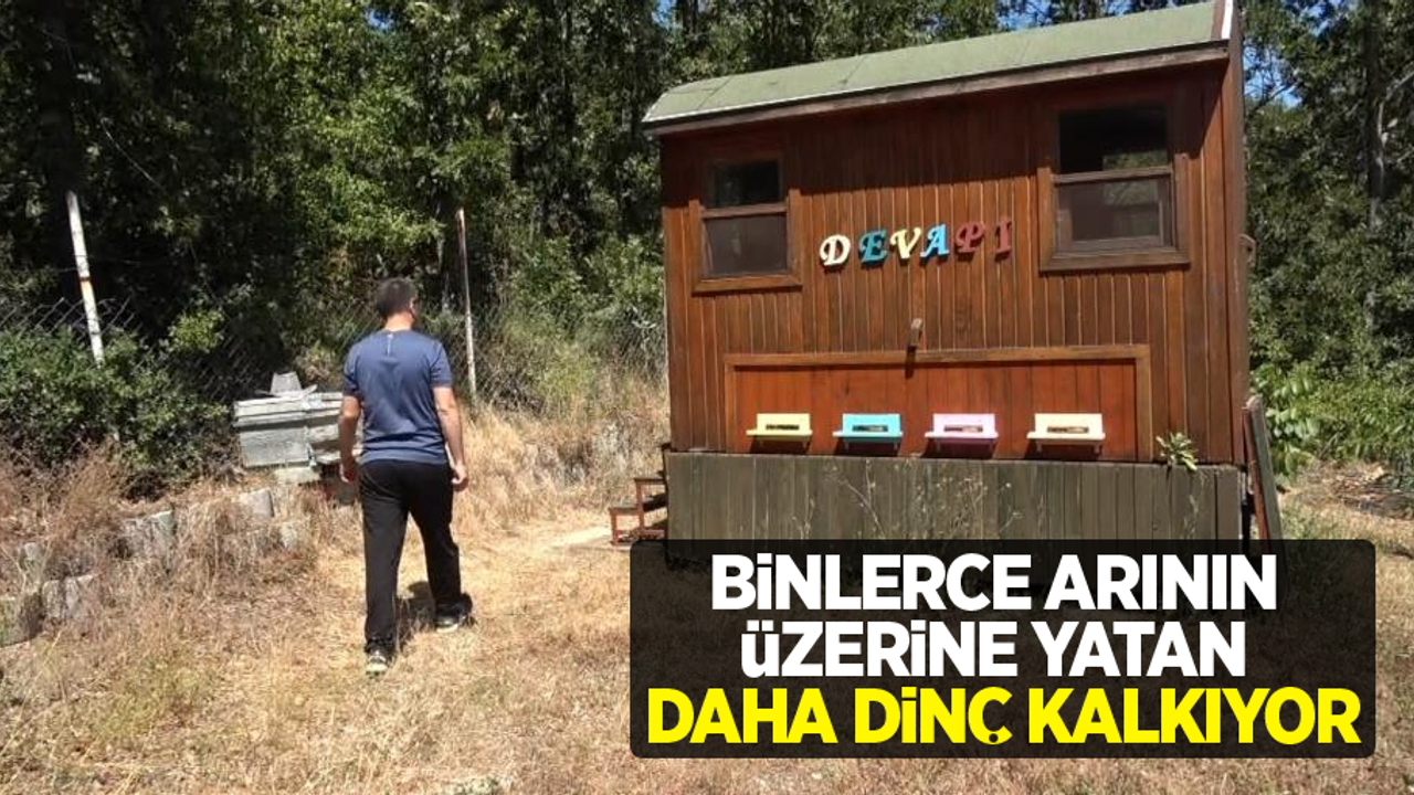 Binlerce arının üzerine yatan, daha dinç kalkıyor
