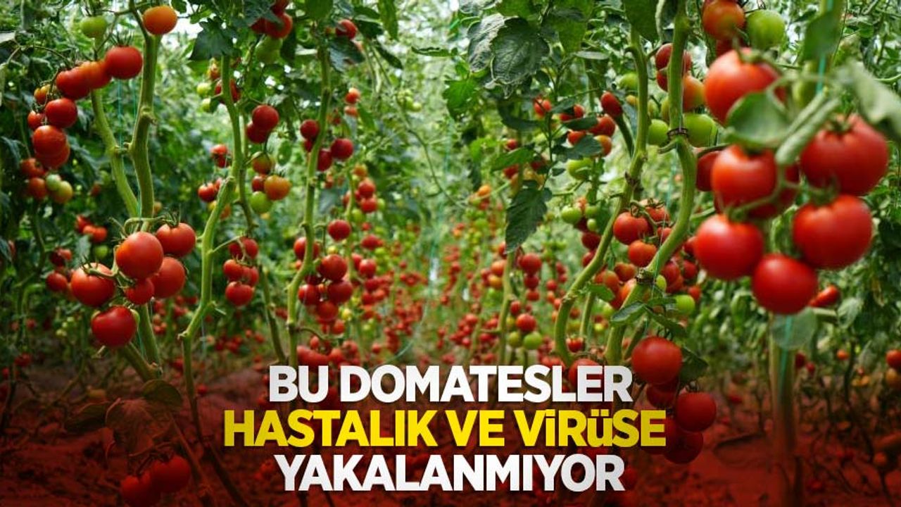Bu domatesler hastalık ve virüse yakalanmıyor