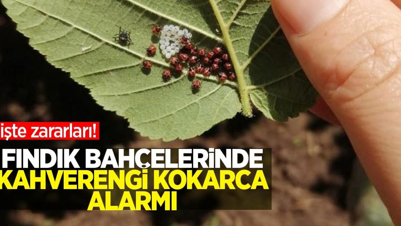Fındık bahçelerinde kahverengi kokarca  alarmı: İşte zararları!