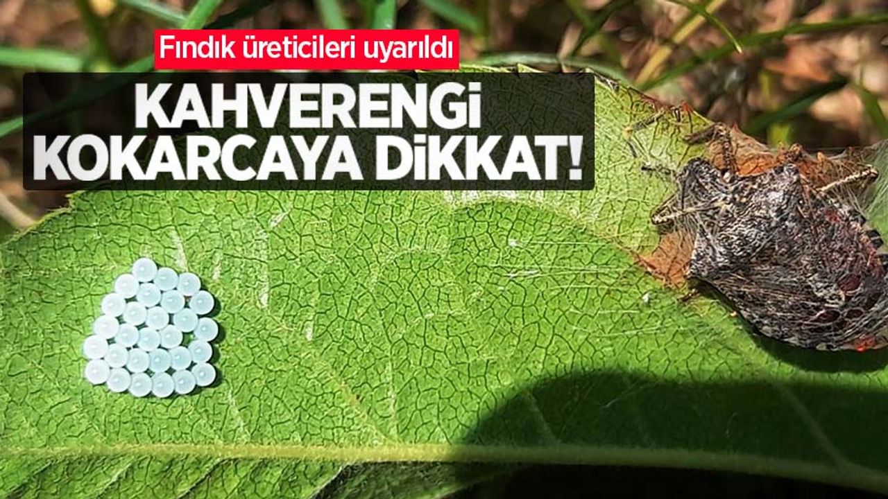 Fındık üreticileri uyarıldı! Kahverengi kokarcaya dikkat