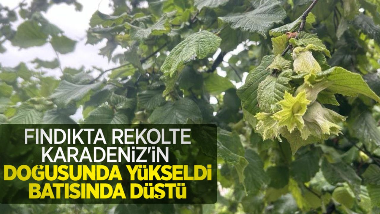 Fındıkta rekolte Karadeniz'in doğusunda yükseldi, batısında düştü