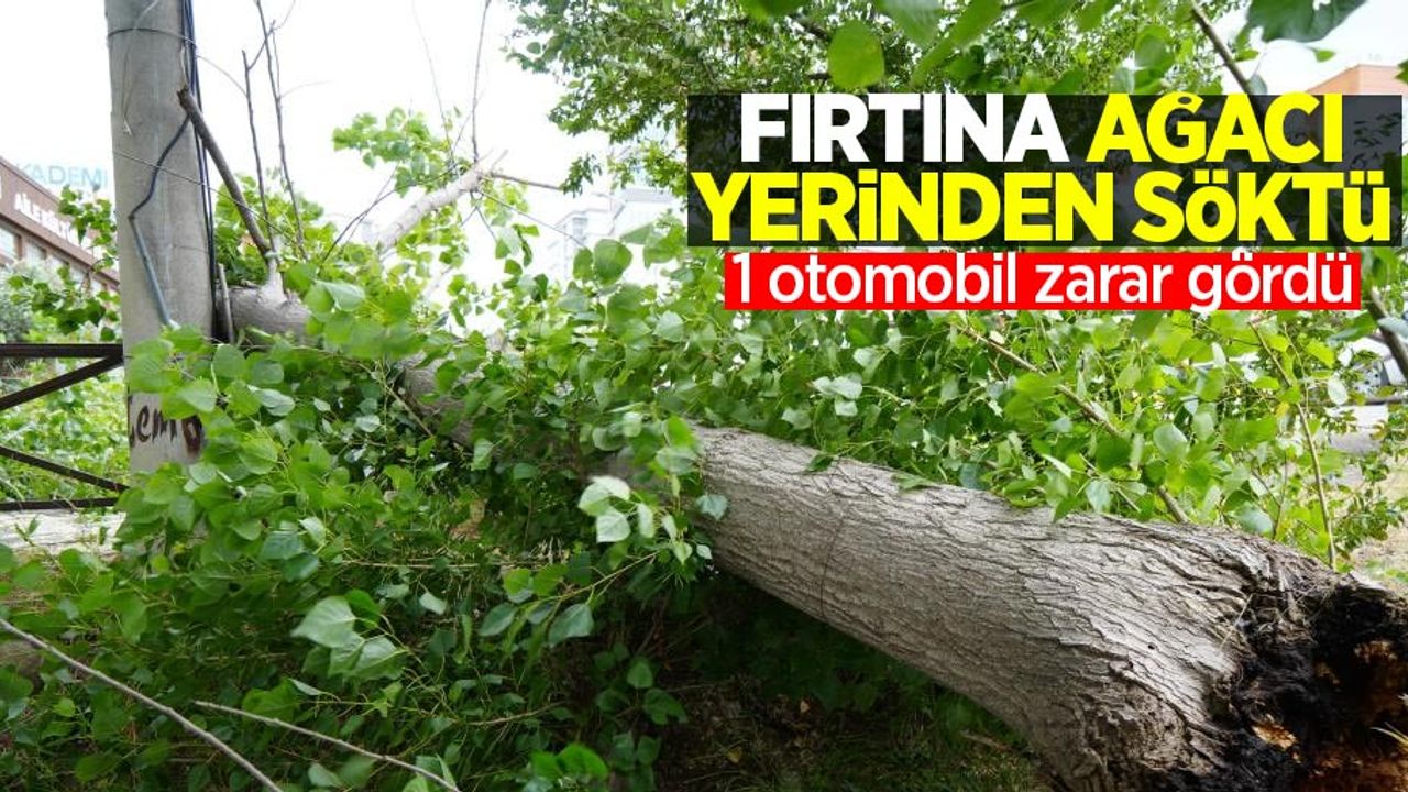 Fırtına ağacı kökünden söktü: 1 otomobil zarar gördü